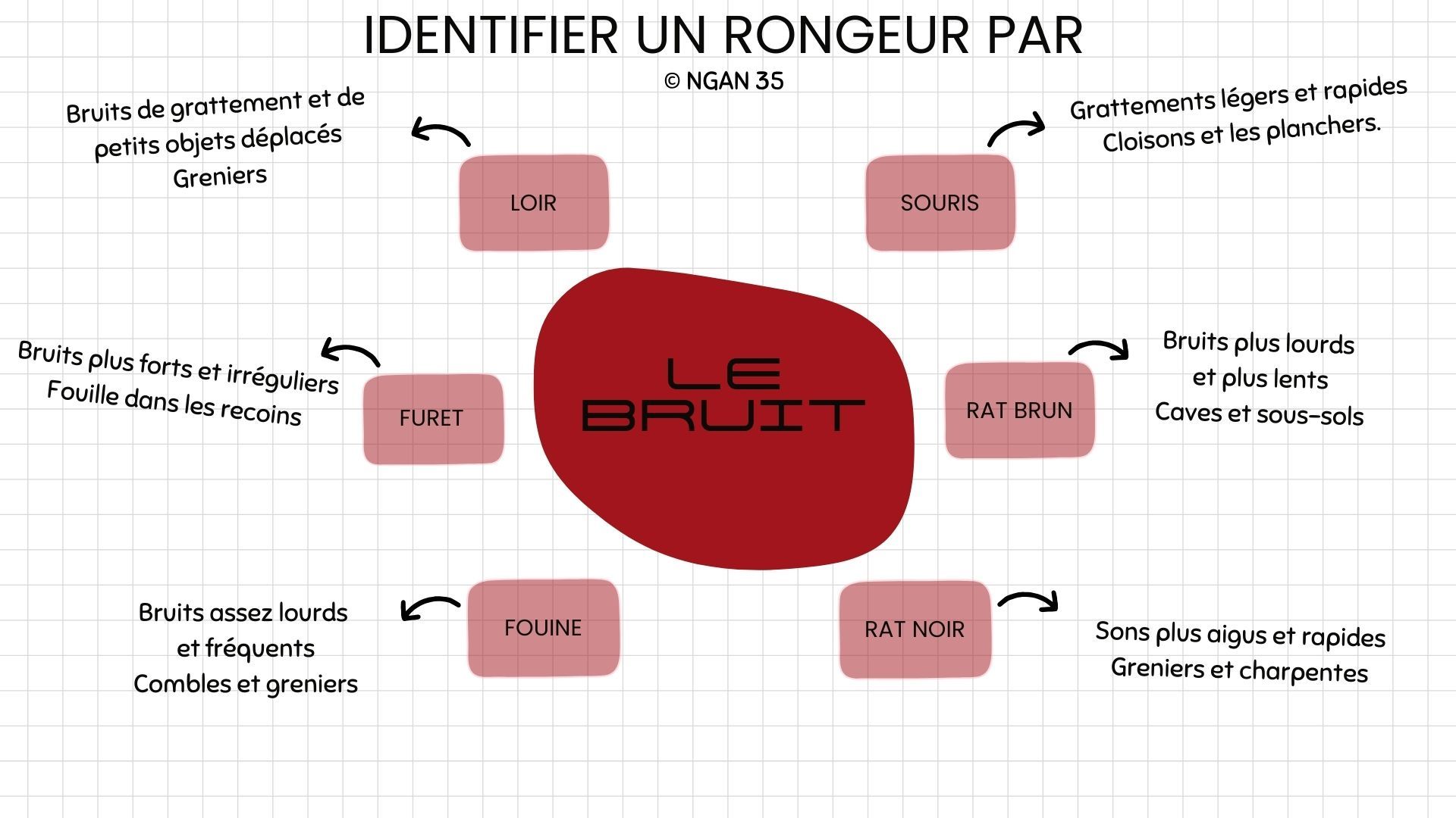 Infographie sur les différents bruits permettant d'identifier quel rongeur s'est introduit chez nous