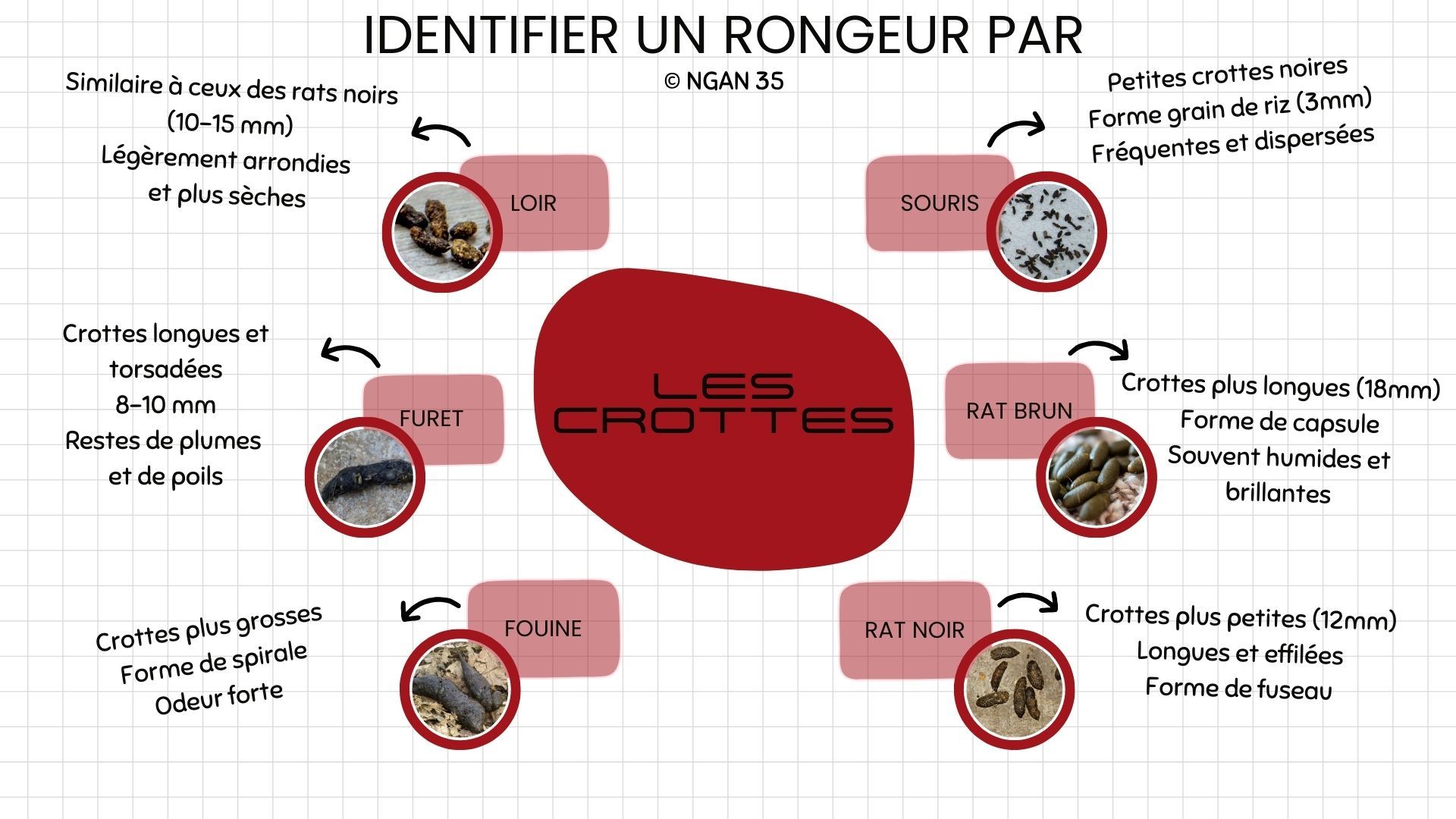 Infographie sur les déjections de rongeurs pour pouvoir les reconnaître