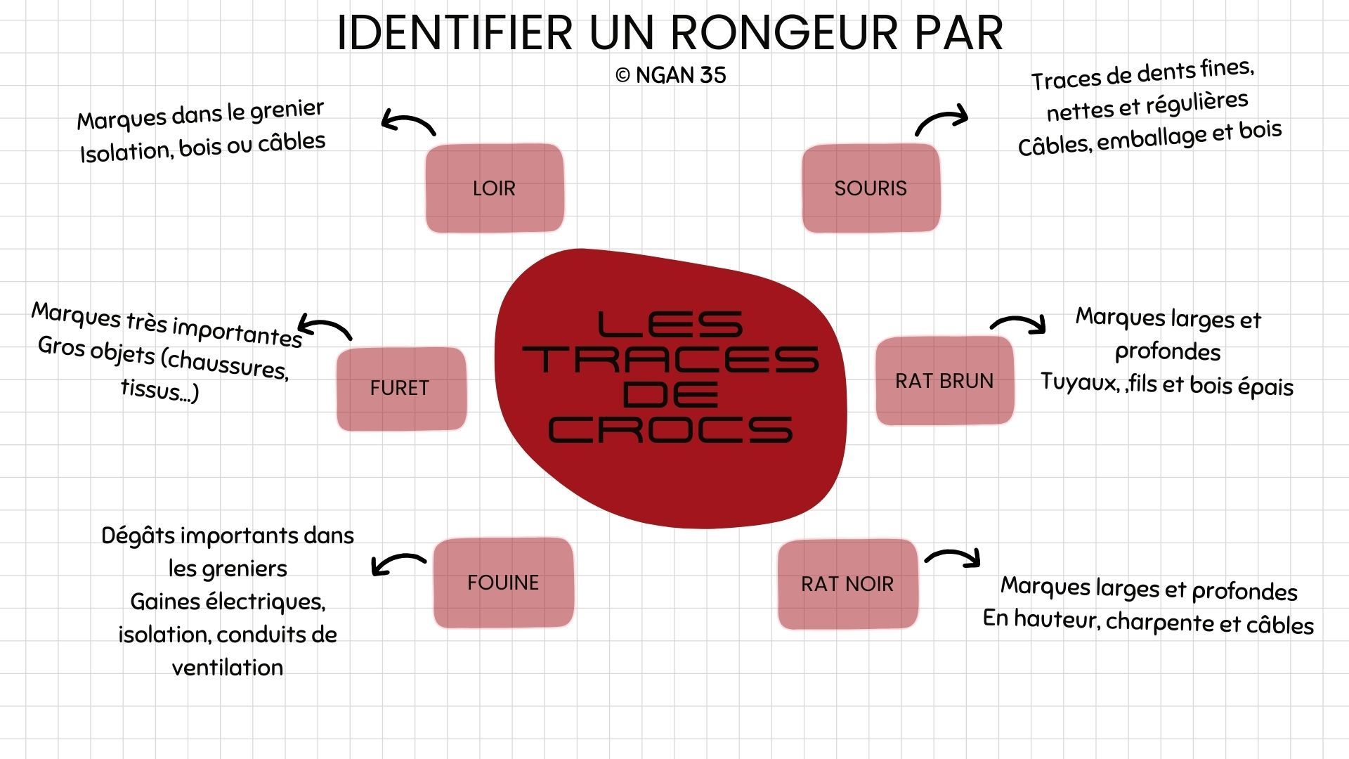 Infographie sur les différentes traces de crocs laissées par les rongeurs dans la maison