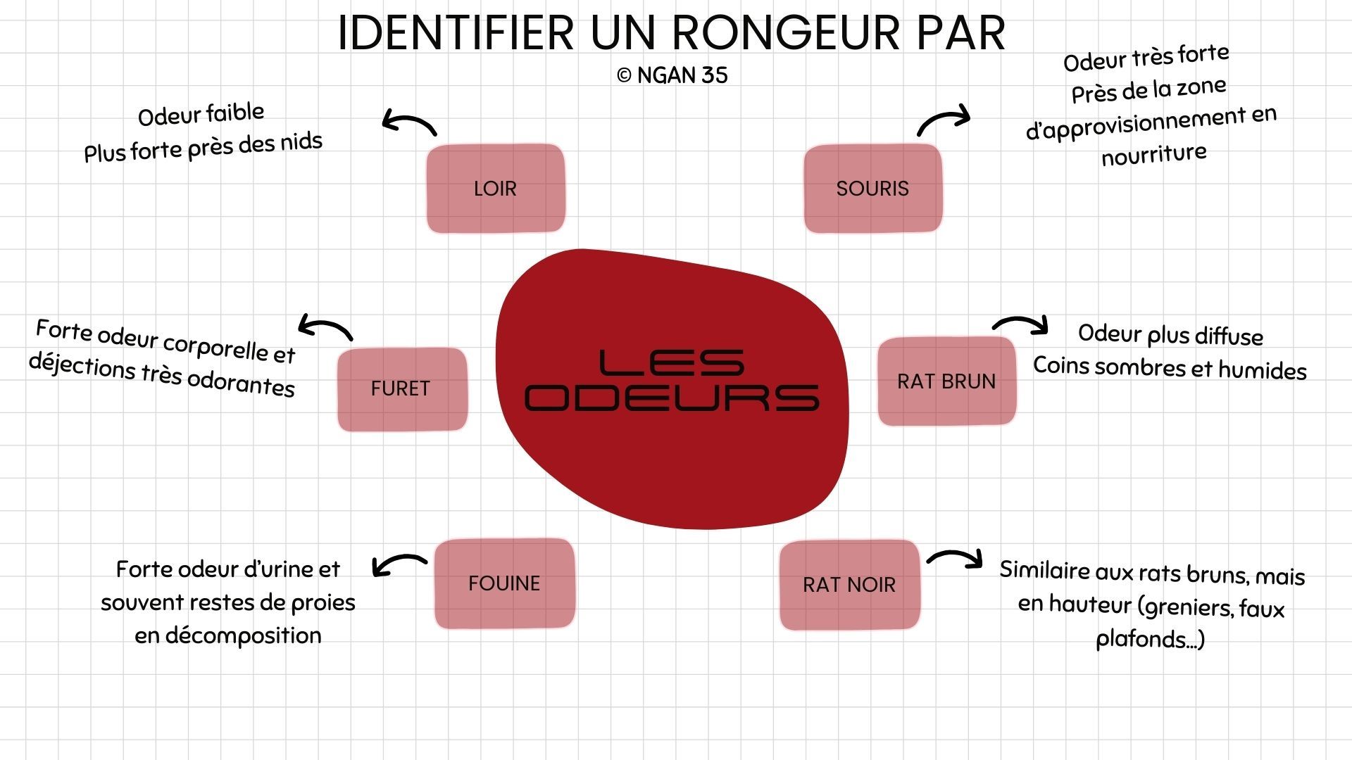 Infographie sur les odeurs caractéristiques de chaque rongeur pouvant envahir une maison