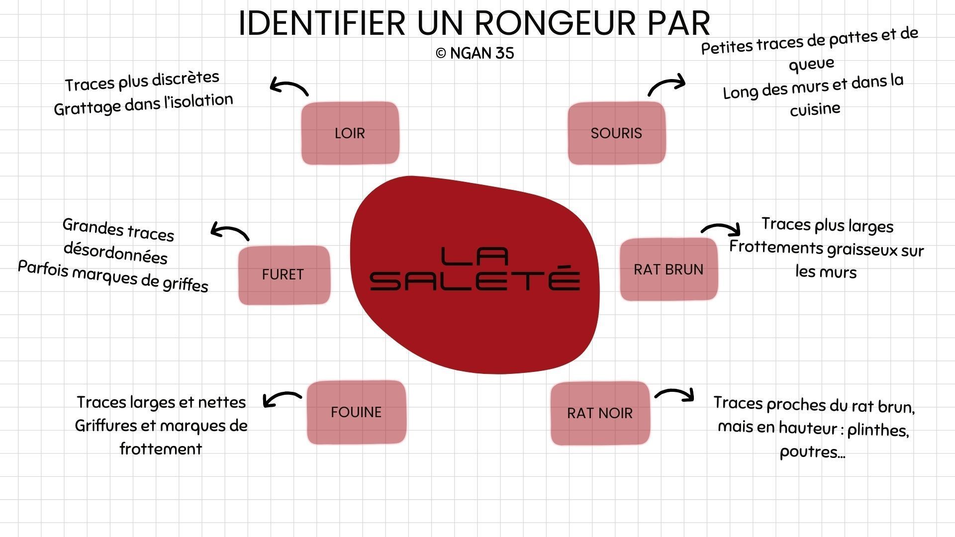 Infographie sur les différentes traces de suif et empreintes laissées par les rongeurs nuisibles dans les habitations