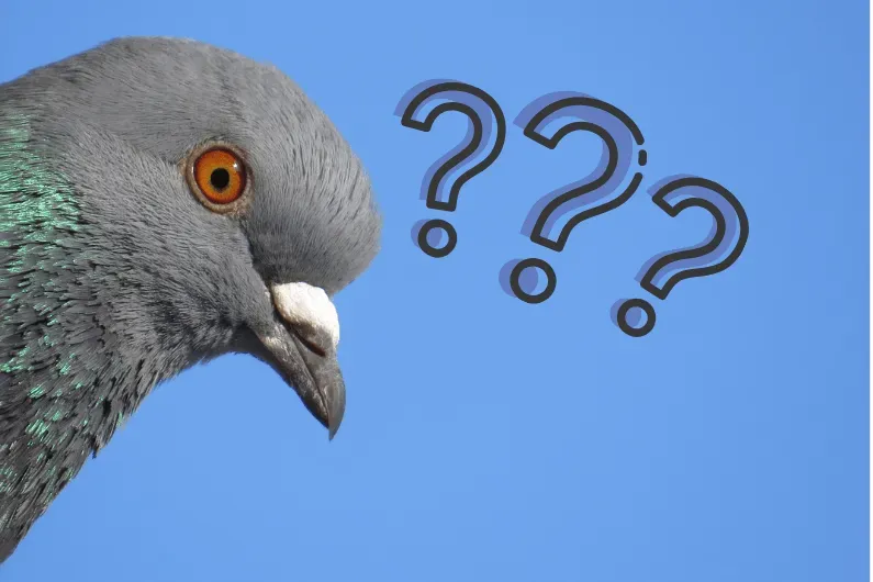 Un pigeon de ville en Ille-et-Vilaine