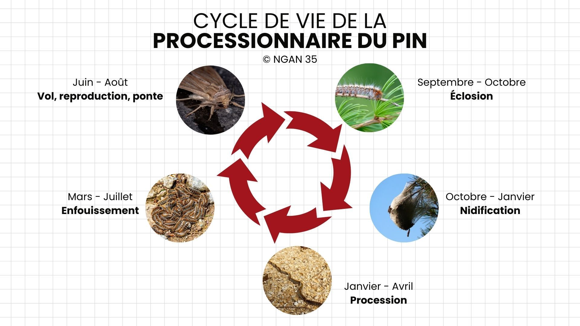 Infographie récapitulant les différents stades de vie et de reproduction de la chenille processionnaire du pin