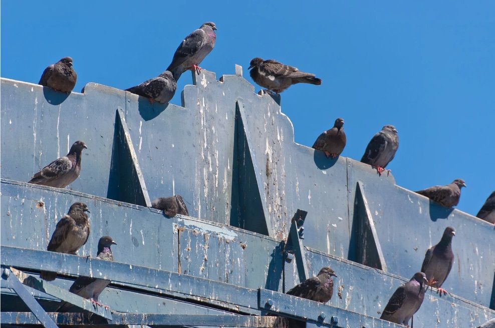 Gros plan sur une façade de bâtiment en Bretagne avec des fientes de pigeons, endommagée par les fientes de pigeons
