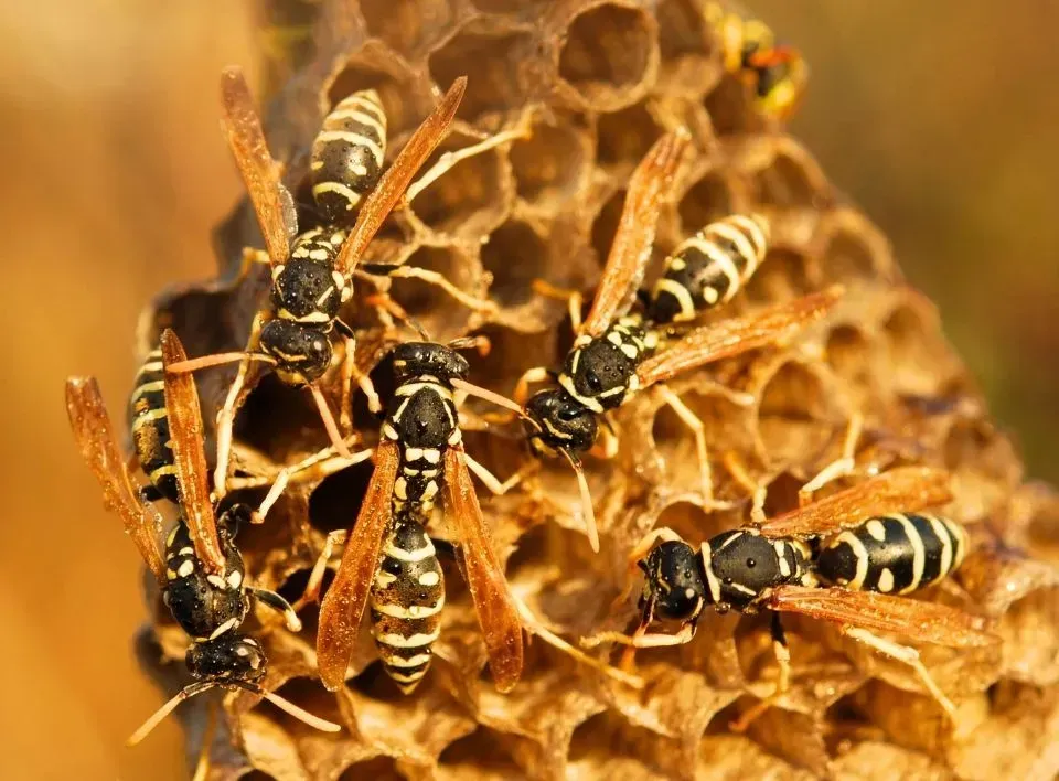 Des guêpes qui s'activent dans leur nid chez un particulier.