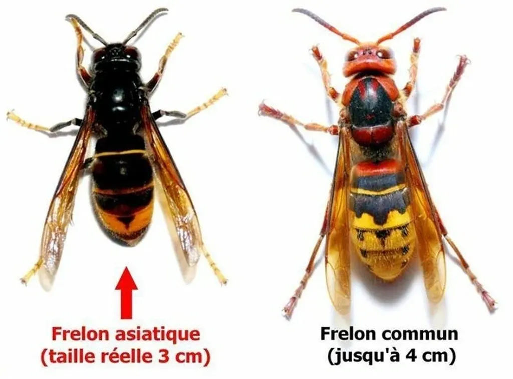 Photos comparatives d'un frelon asiatique et d'un frelon européen pour apprendre à les distinguer