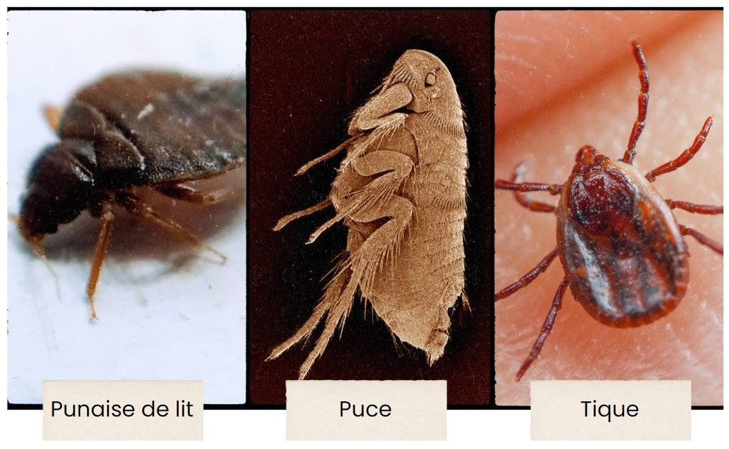 Photos d'une punaise de lit, d'une tique et d'une puce pour mettre en lumière leurs différences et éviter de les confondre