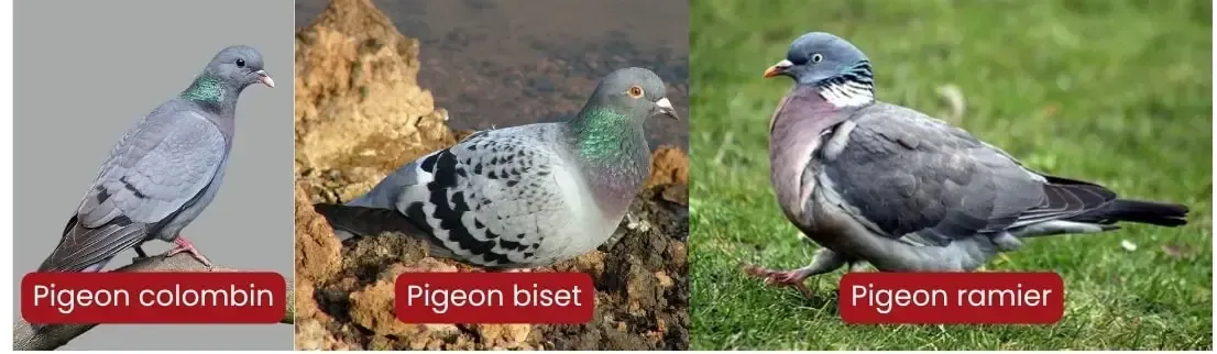 3 photos côte à côte d'un pigeon colombin, d'un pigeon ramier et d'un pigeon biset pour faciliter leur identification
