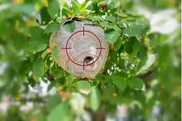 Nid de frelon dans un arbre éliminé par un professionnel avec un lanceur de paintball
