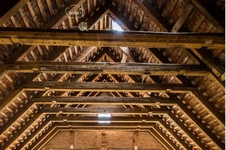 inefficacité des raticide posés systématiquement au sol alors que les rats sont bons grimpeurs