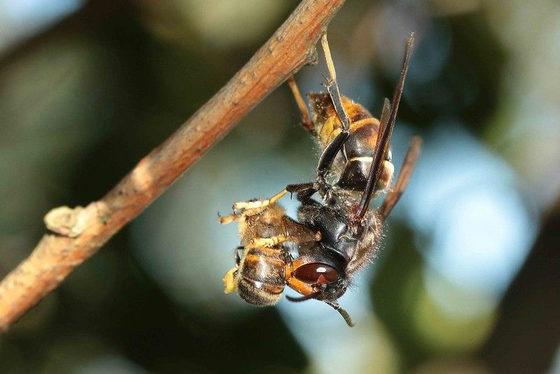 Un frelon asiatique en train de dévorer une abeille