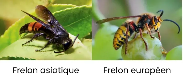 Photos d'une frelon asiatique et d'un frelon européen pour faire la distinction entre leurs caractéristiques physiques
