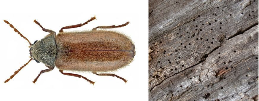 Photo et gros plan d'une grosse vrillette adulte et des traces caractéristiques laissées sur le bois