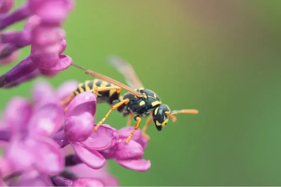 Une guêpe qui participe à la biodiversité en butinant une fleur
