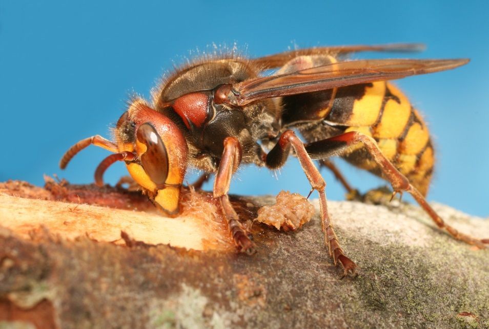 Une guêpe poliste posée sur une branche d'arbre.