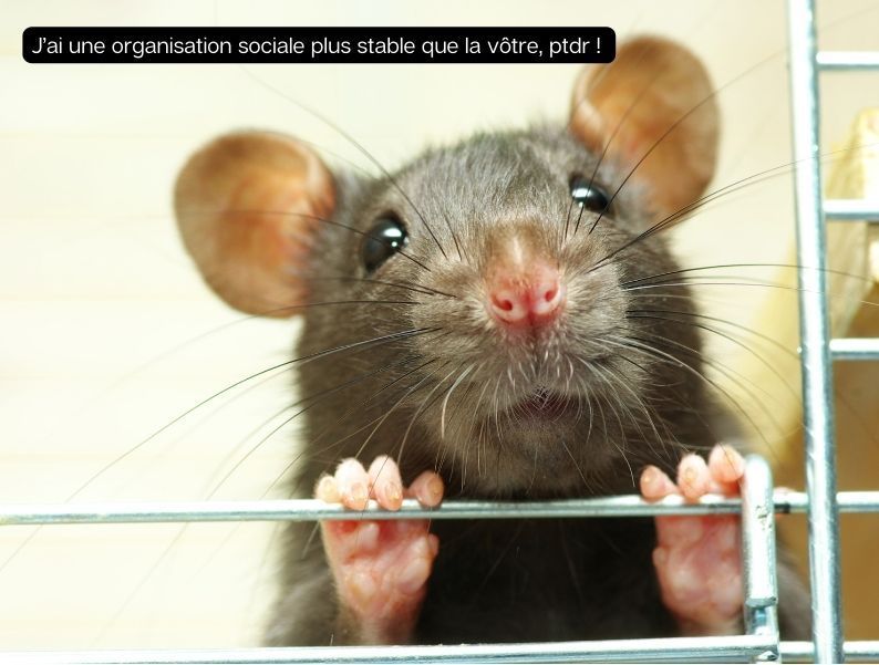 Rat brun dans une maison