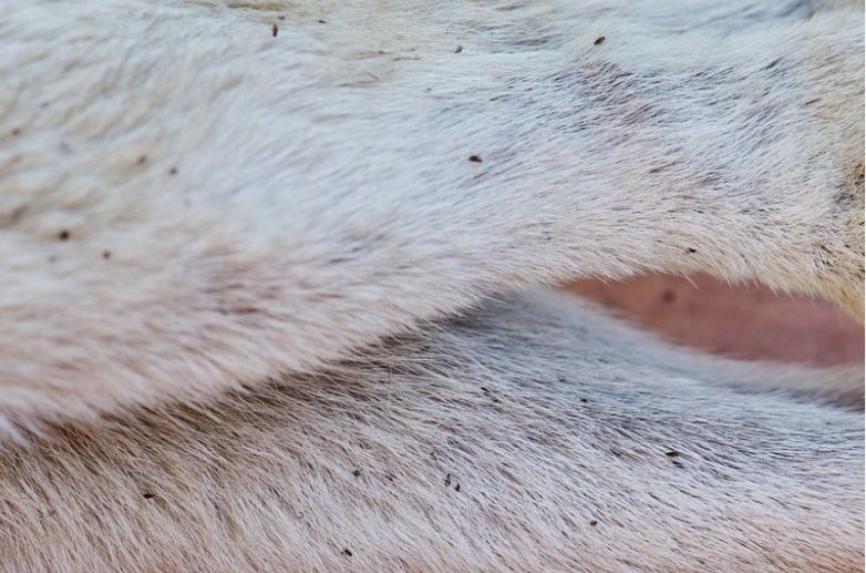 Beaucoup de puces dans un pelage de chien ou de chats