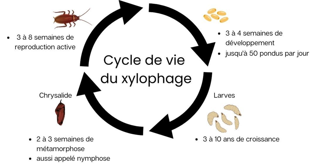 Étapes de développement des insectes lignivores en Bretagne : œuf, larve, nymphe, adulte