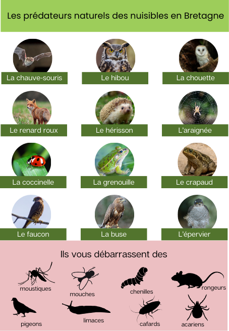 Infographie des prédateurs naturels pour se débarrasser des nuisibles naturellement en Bretagne avec liste des nuisibles régulés.