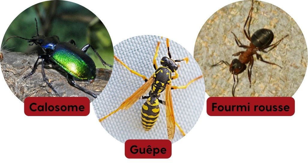 Photo de calosome, guêpe et fourmi rousse, insectes prédateurs de la chenille processionnaire en Bretagne