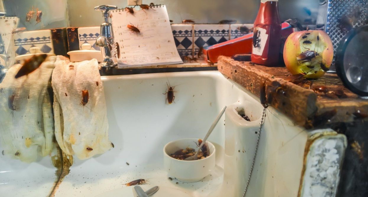 Une infestation de blattes dans une cuisine où des déchets organiques trainent dans l'évier et sur le plan de travail. 