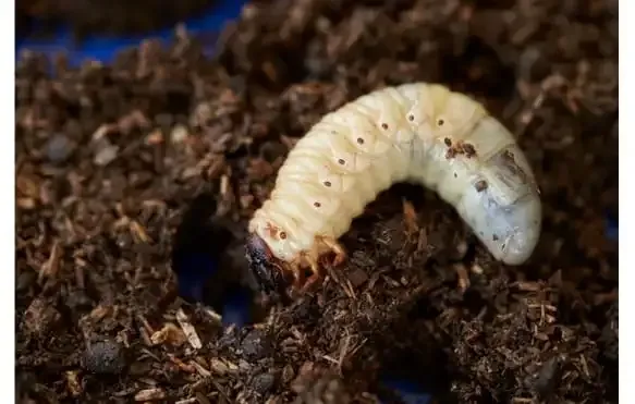 Une larve sous-terraine, proie de choix pour la taupe domestique, prédateur naturel au jardin
