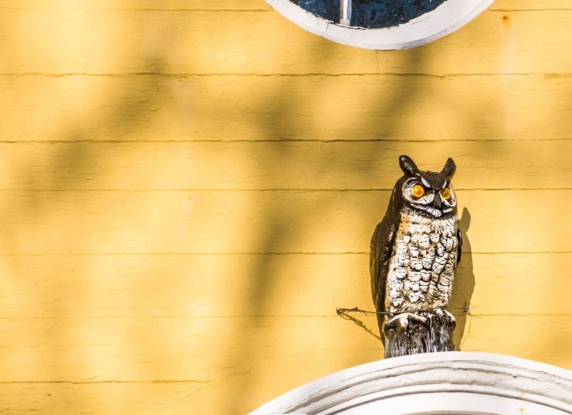 Une effigie de hibou placée sur une moulure de porte pour se débarrasser des pigeons de manière artisanale.