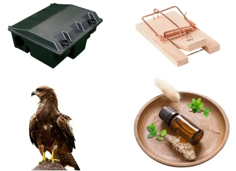 Alternatives efficaces à la mort-aux-rats très toxique