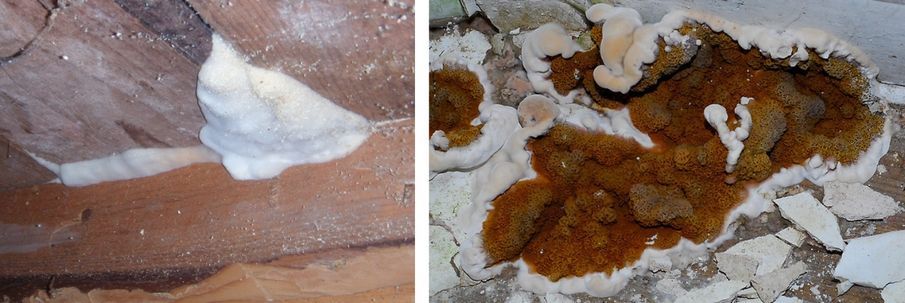 Dégâts causés par le champignon lignivore mérule dans une habitation où le xylophage a déjà pris de l'ampleur