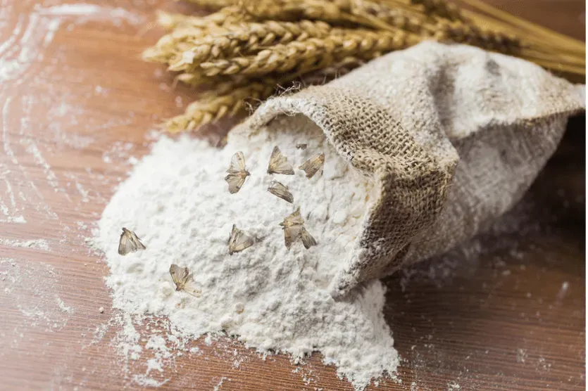 Un sac de farine contaminé par des mites alimentaires dans une cuisine