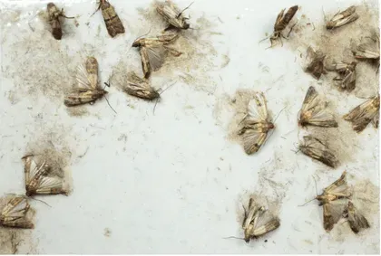Mites alimentaires dans un tiroir de cuisine abritant des produits secs comme la farine ou les céréales.