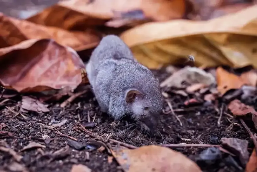 La musaraigne est utile à la biodiversité et nécessite rarement d'être éliminée