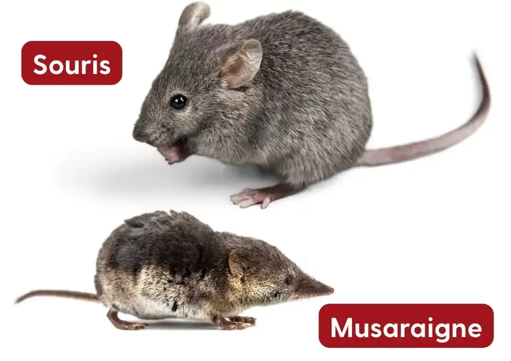 Images comparatives musaraigne et souris pour mieux les distinguer