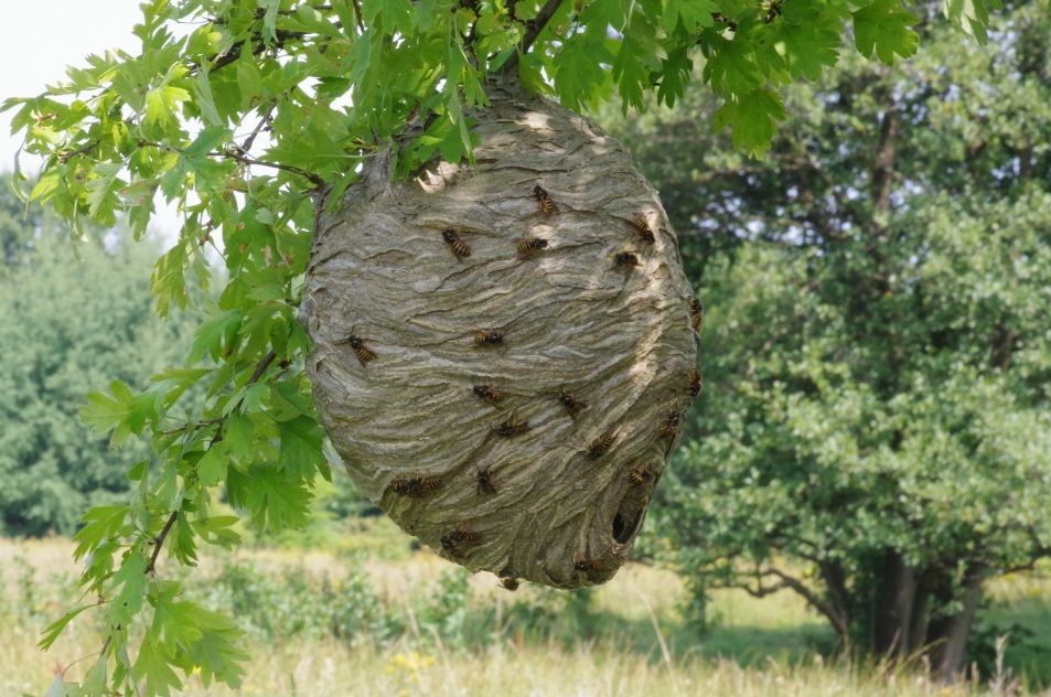 CHARMNAIL 6 Pièces Nid De Guepes Artificiel - Faux Nid De Guêpes