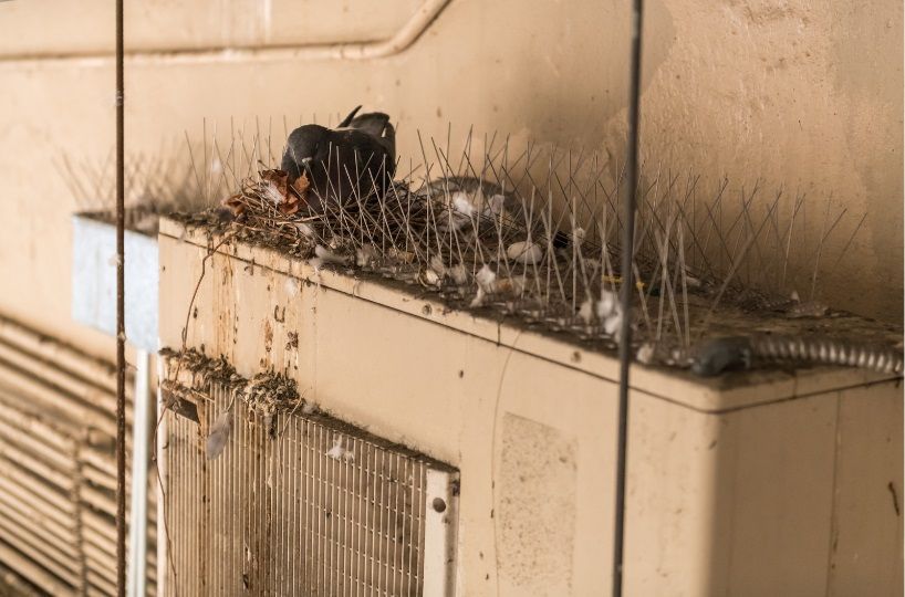 Pigeon ayant fait son nid entre des pics anti-pigeons et causant des salissures sur une grille de ventilation.