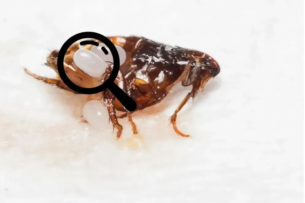 Une femelle punaise de lit et ses œufs