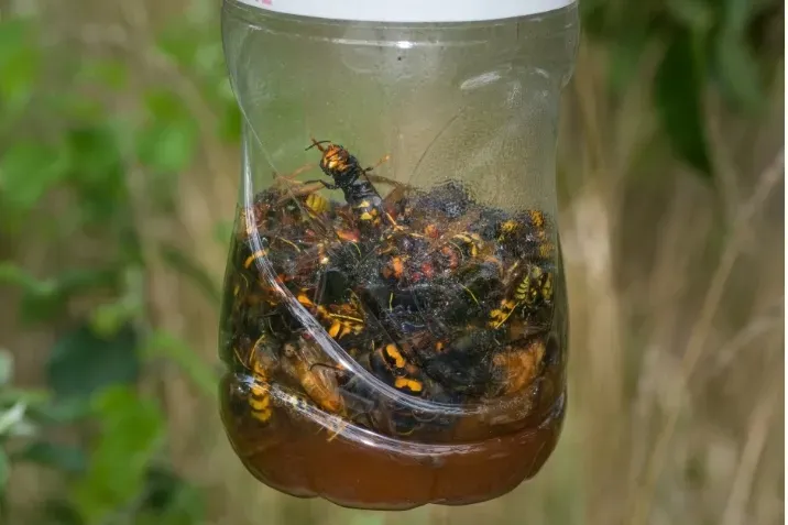 Un piège à frelon artisanal réalisé avec une bouteille en plastique et un liquide sucré en guise d'appât. 