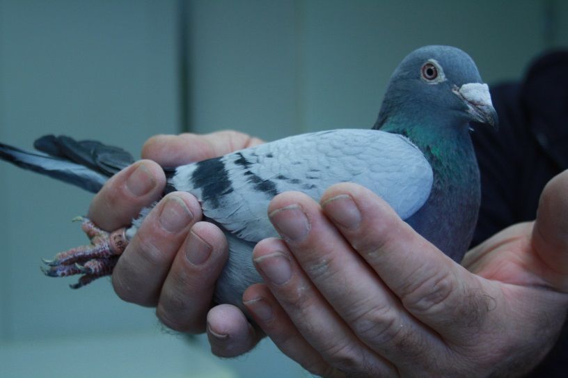 Un pigeon dans les mains d'un professionnel de la dépigeonnisation en Bretagne pour relocalisation. 