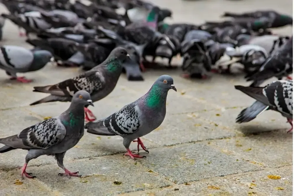Des pigeons qui se retrouvent en nombre sur une place en ville, causant des nuisances avec leurs plu