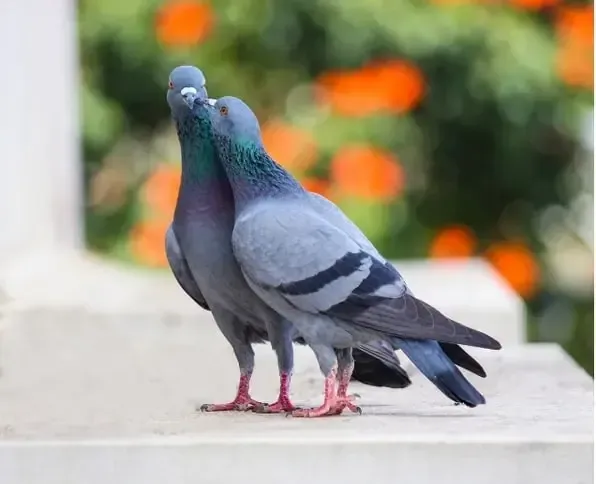 Un couple de pigeon biset en ville