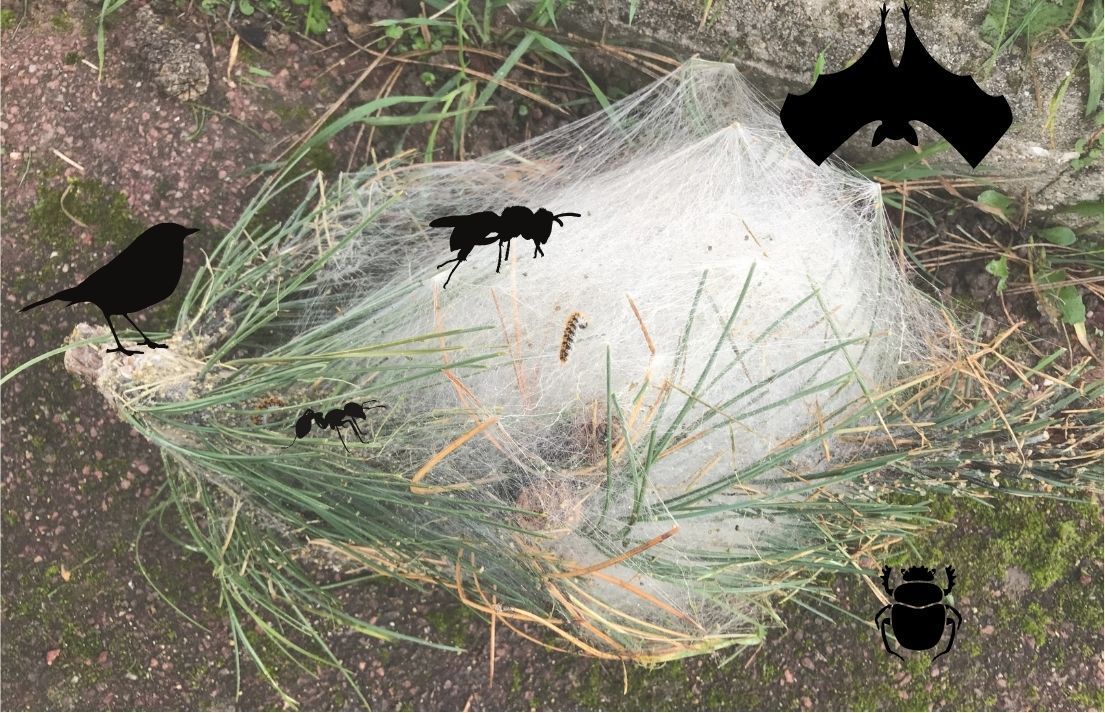 Un nid de chenille processionnaire et des prédateurs naturels de l'insecte