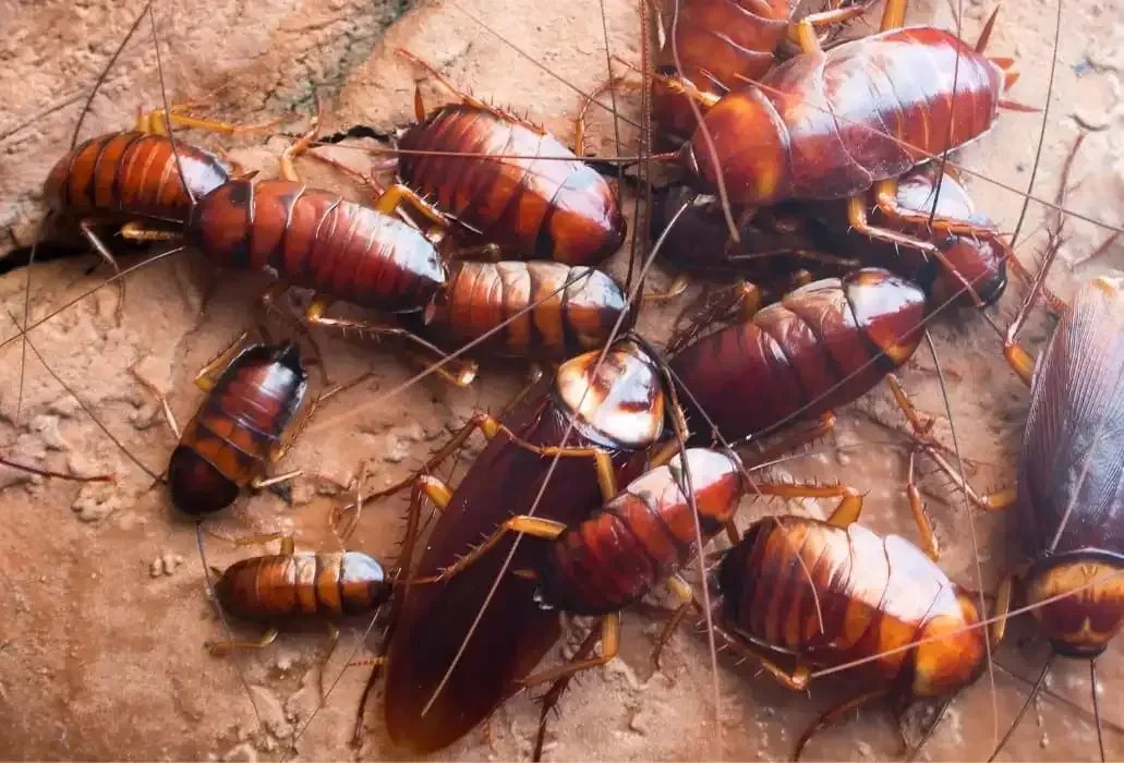 Traitements efficaces contre les blattes