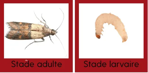 Photos en gros plan d'une mite alimentaire au stade adulte et larvaire pour faciliter leur identification.