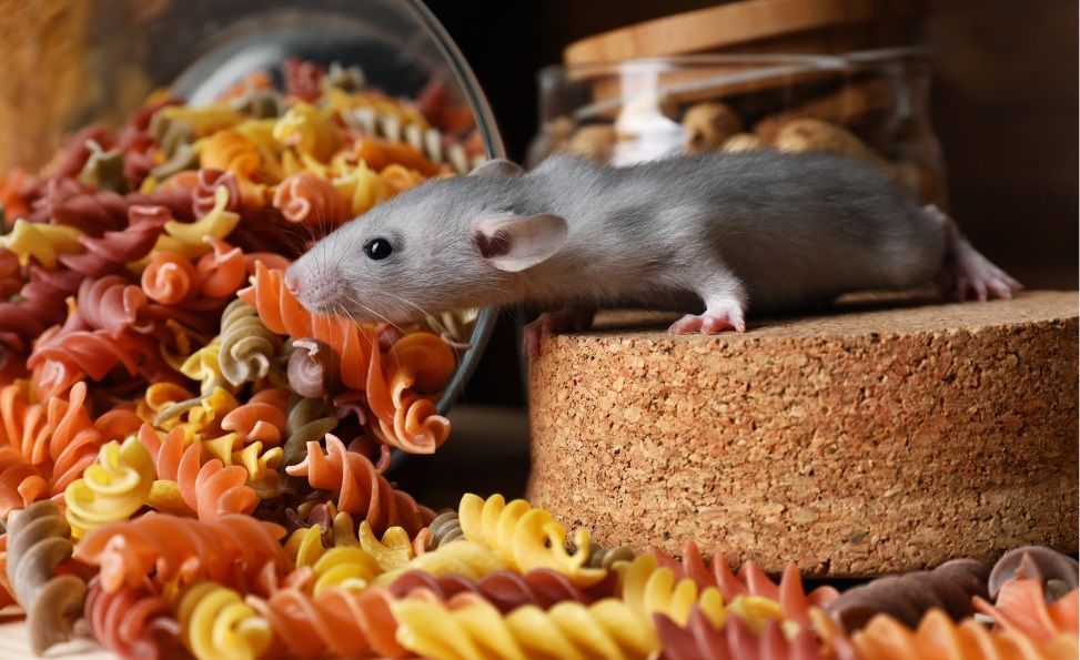 Un rongeur qui a renversé un bocal de pâtes pour manger et provoque des dégâts dans une cuisine. 