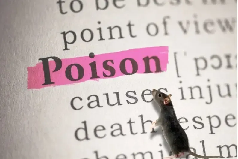 les dangers d'un mauvais usage de raticide pour les animaux de compagnie