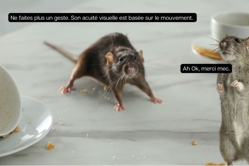 Deux rats surpris dans une cuisine parmi les restes de repas