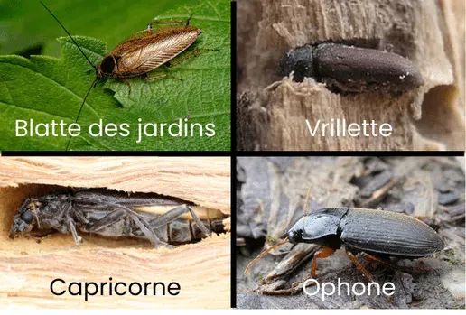 Photos comparatives d'une blatte des jardins, d'une vrillette, d'un capricorne du bois et d'un ophone pour éviter de les confondre avec un cafard.