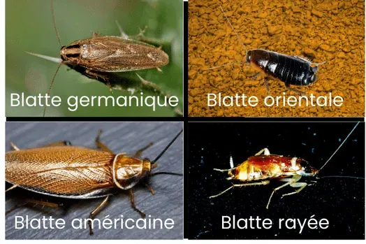 Photos comparatives d'une blatte germanique, d'une blatte orientale, d'une blatte américaine et d'une blatte rayée pour déterminer l'espèce en cause dans l'infestation.