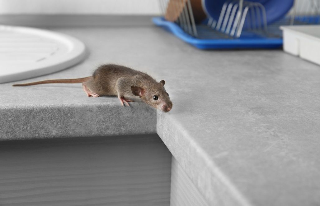 Une souris sur le plan de travail, cherchant de la nourriture dans une maison.