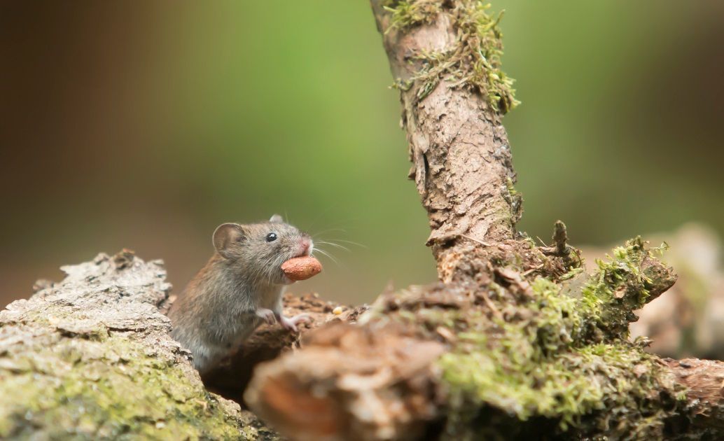 Une souris domestique transportant une graine dans sa gueule. Elle participe à la germination et est utile à la biodiversité.